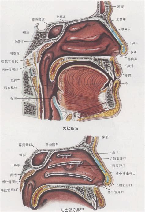 鼻子嘴巴中間|【鼻子跟嘴巴中間】揭密鼻子和嘴巴間的神秘三角地：三個重要部。